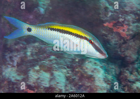 Il dash-dot goatfish, Parupeneus barberinus, vive in grandi sabbia e macerie le aree in cui i foraggi su sabbia-abitazione invertebrati come polychaete wor Foto Stock