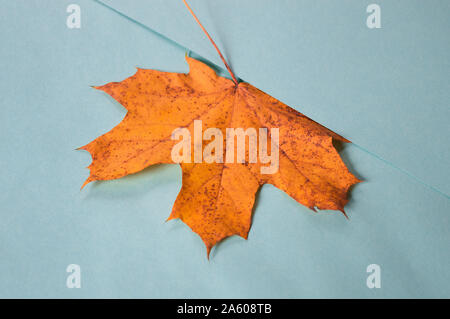 Foglia di acero in autunno colori laici piatta su un blu brillante sfondo della carta Foto Stock