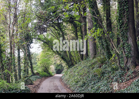 Earl's Drive da leader Cawsands al punto Penlee e Regina Adelaides grotta Foto Stock