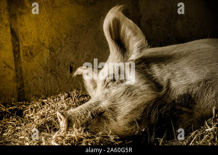 Bella e tranquilla maiale in una farm sanctuary Foto Stock