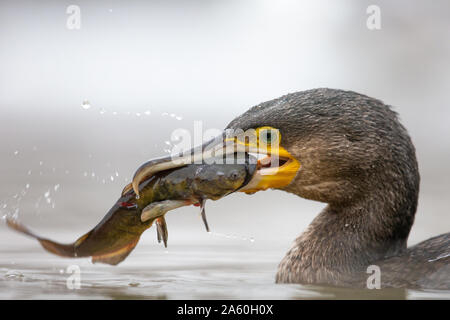 Close-up di un cormorano (Phalacrocorax carbo) pescare un pesce, Kiskunsag Parco Nazionale, Ungheria Foto Stock