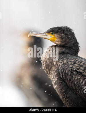 Ritratto di un cormorano (Phalacrocorax carbo) in una tempesta di neve, isolato da altri con il fuoco selettivo , Kiskunsag Natinal Park, Ungheria Foto Stock