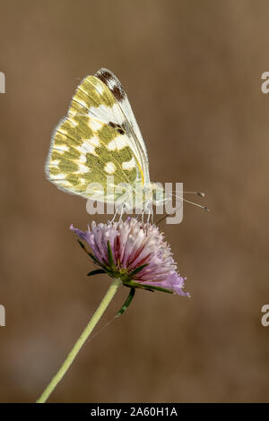 Bagno farfalla bianca (Pontia daplidice) alimentazione su un non identificato di fiori selvatici, Provenza Foto Stock