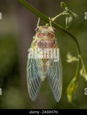 Cicala europea (Lyristes plebejus) essiccazione al sole dopo emergente dal guscio nymphal, Francia, Gard, Provenza Foto Stock