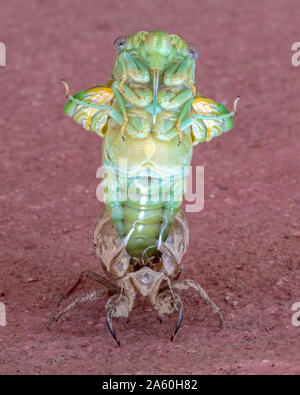 Cicala europea (Lyristes plebejus) emergenti da nymphal shell su un tradizionale rosso parete provenzale, Francia, Gard, Provenza Foto Stock