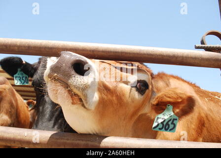 Una mucca Jersey bloccata la sua testa attraverso una recinzione. Foto Stock