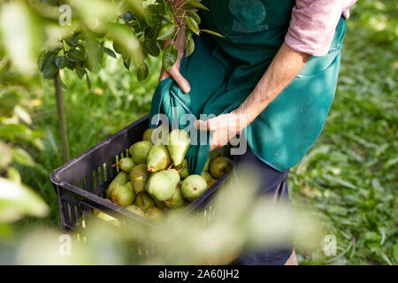 Gli agricoltori biologici la raccolta di pere Williams Foto Stock