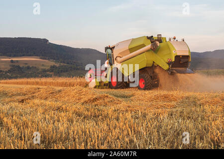 Agricoltura biologica, campo di grano, raccolto, mietitrebbia di sera Foto Stock