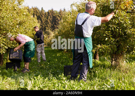 Gli agricoltori biologici la raccolta di pere Williams Foto Stock