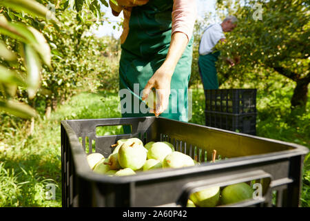 Gli agricoltori biologici la raccolta di pere Williams Foto Stock