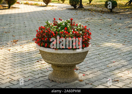 Cemento decorativo vaso con bouquet di piccolo rosso e bianco fiori sbocciato , all'interno di un giardino Foto Stock