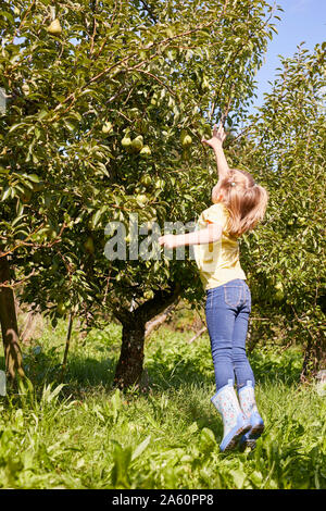 Ragazza organica raccolta Pera williams Foto Stock