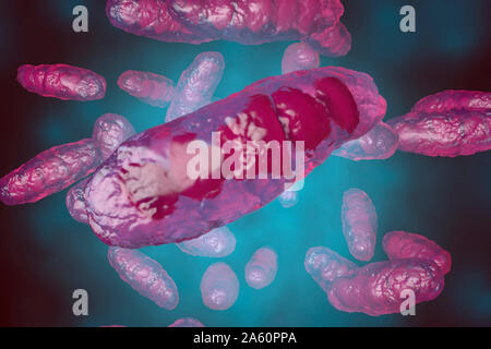 3D reso illustrazione, la visualizzazione di una parte anatomica corretta mitocondrio, un organulo Foto Stock