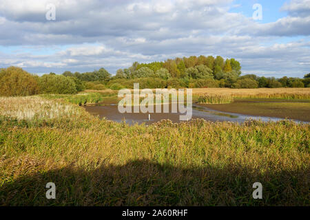 Essiccato fuori del lago alla RSPB's Fowlmere wetland riserva naturale Foto Stock