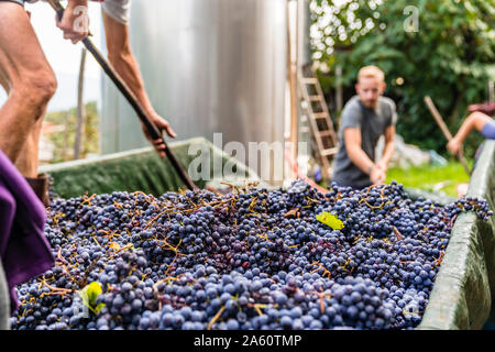 Uomo in piedi sul rimorchio con uve raccolte per la lavorazione Foto Stock