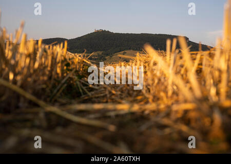 Campo di grano di sera Foto Stock