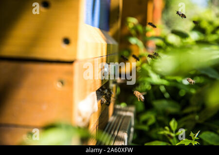 Close-up di api che vola da alveare Foto Stock