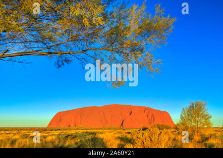 La macchia di vegetazione in inverno (stagione secca) frame il monolito di pietra arenaria Uluru (Ayers Rock) in Uluru-Kata Tjuta National Park, UNESCO, Australia Foto Stock