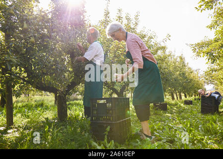 Gli agricoltori biologici la raccolta di pere Williams Foto Stock