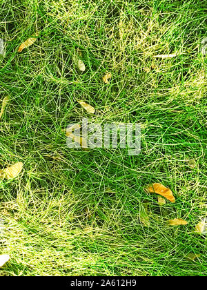 Concetto di autunno sfondo di erba gialla con caduti semi di acero o chiavi di acero. Superiore Vista naturale. Copia di testo spazio. Foto Stock