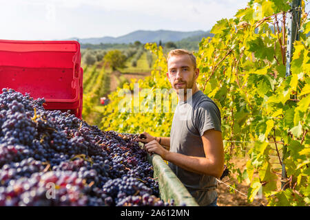 Ritratto di giovane uomo a rimorchio con uve raccolte nel vigneto Foto Stock