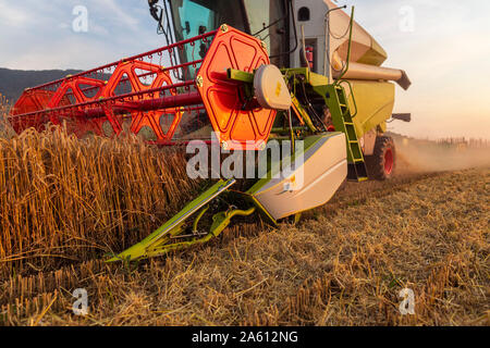 Agricoltura biologica, campo di grano, raccolto, mietitrebbia di sera Foto Stock