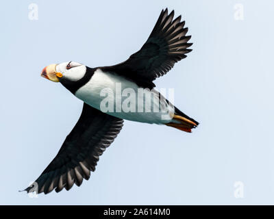 Adulto cornuto puffin (Fratercula corniculata) in volo in Glubokaya Bay, Kamchatka, Russia, Eurasia Foto Stock