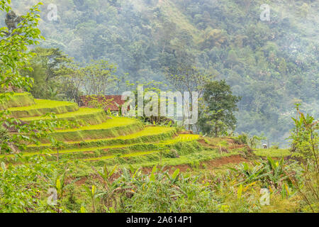 Una vecchia donna che lavorano sulla sua terra in un paesaggio idilliaco, Pu Luong Riserva Naturale, Thanh Hoa in Vietnam. Foto Stock