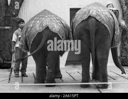 Kolmården, Svezia 20040502Kolmården Zoo disposti aiuti per gli animali in favore degli animali in pericolo e nel 2004 è l'elefante che è a fuoco. Domenica, una cerimonia di accoglienza era tenuto da elefanti tailandese con, tra gli altri, il Re Carlo Gustavo XVI, Regina Silvia e la principessa ereditaria Victoria. Foto Jeppe Gustafsson Foto Stock