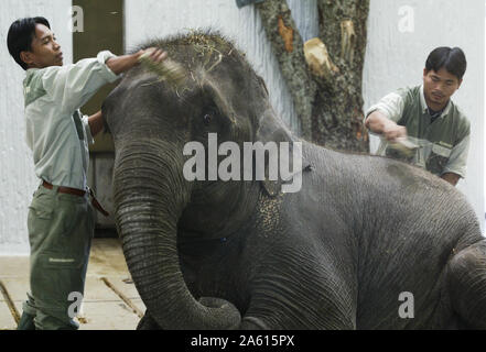 Kolmården, Svezia 20040502Kolmården Zoo disposti aiuti per gli animali in favore degli animali in pericolo e nel 2004 è l'elefante che è a fuoco. Domenica, una cerimonia di accoglienza era tenuto da elefanti tailandese con, tra gli altri, il Re Carlo Gustavo XVI, Regina Silvia e la principessa ereditaria Victoria. Foto Jeppe Gustafsson Foto Stock