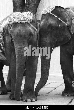 Kolmården, Svezia 20040502Kolmården Zoo disposti aiuti per gli animali in favore degli animali in pericolo e nel 2004 è l'elefante che è a fuoco. Domenica, una cerimonia di accoglienza era tenuto da elefanti tailandese con, tra gli altri, il Re Carlo Gustavo XVI, Regina Silvia e la principessa ereditaria Victoria. Foto Jeppe Gustafsson Foto Stock