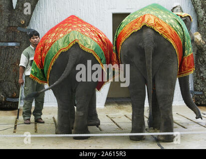 Kolmården, Svezia 20040502Kolmården Zoo disposti aiuti per gli animali in favore degli animali in pericolo e nel 2004 è l'elefante che è a fuoco. Domenica, una cerimonia di accoglienza era tenuto da elefanti tailandese con, tra gli altri, il Re Carlo Gustavo XVI, Regina Silvia e la principessa ereditaria Victoria. Foto Jeppe Gustafsson Foto Stock