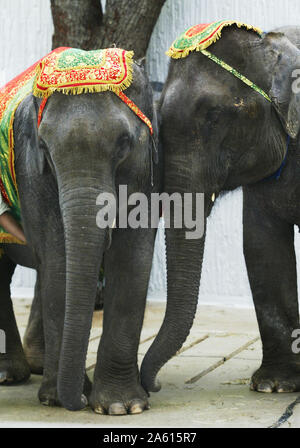 Kolmården, Svezia 20040502Kolmården Zoo disposti aiuti per gli animali in favore degli animali in pericolo e nel 2004 è l'elefante che è a fuoco. Domenica, una cerimonia di accoglienza era tenuto da elefanti tailandese con, tra gli altri, il Re Carlo Gustavo XVI, Regina Silvia e la principessa ereditaria Victoria. Foto Jeppe Gustafsson Foto Stock