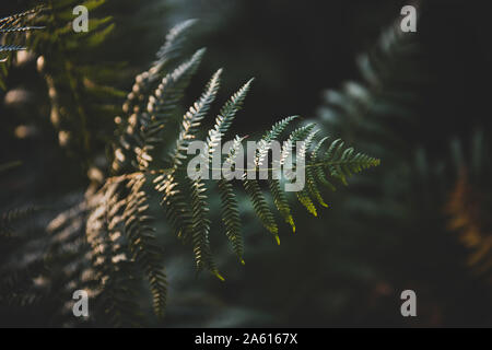 Brown, arancione e verde di felci fotografati con luce solare bassa, ricca di colori e di un film di stile modifica con uno sfondo scuro. partite di dettaglio e qualità Foto Stock