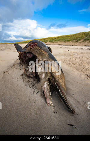 Chiudere fino a dead dolphin lavato fino sulla spiaggia sulla costa occidentale dell' Irlanda Foto Stock