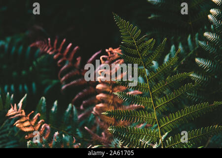 Brown, arancione e verde di felci fotografati con luce solare bassa, ricca di colori e di un film di stile modifica con uno sfondo scuro. partite di dettaglio e qualità Foto Stock