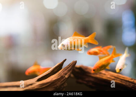 Pesci piccoli con una coda gialla in acquario Foto stock - Alamy