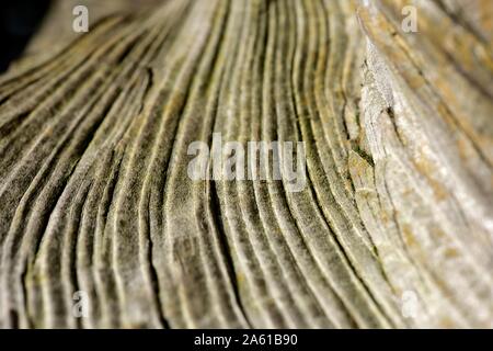 Albero morto tronco, close up,patterns,le linee e le texture Foto Stock