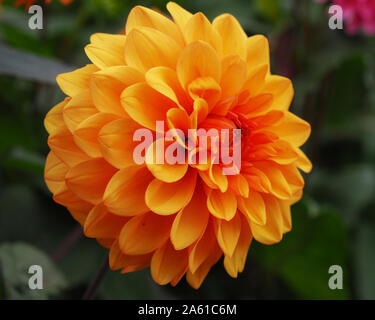 Bel colore arancione Dahlia 'David Howard' fiore in un giardino Foto Stock