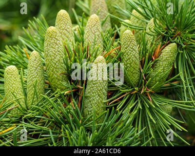 Verde coni eretta su un ramo di un pianto Deodar cedro (CEDRUS DEODARA 'pendula") Foto Stock