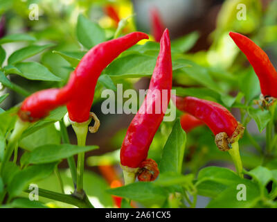 Rosso brillante montante il peperoncino che cresce su una pianta Foto Stock