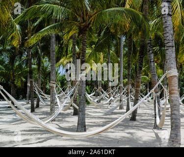 Playa del Carmen, Quintana Roo, Messico - 3 Maggio 2005: Vuoto Amache Hanging da palme di cocco Foto Stock