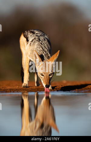 Nero-backed Jackal (Canis mesomelas) bere, Karongwe Game Reserve, Sud Africa Foto Stock