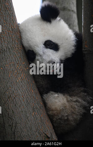 Baby Panda Gigante cub dorme sulla struttura ad albero tra i rami e le foglie dopo aver mangiato il bambù per colazione a Chengdu Sichuan, in Cina. Foto Stock