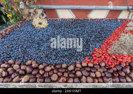 Bad Windsheim, Germania - 16 Ottobre 2019: vista da una tabella con i mirtilli, le castagne e la rosa canina Foto Stock