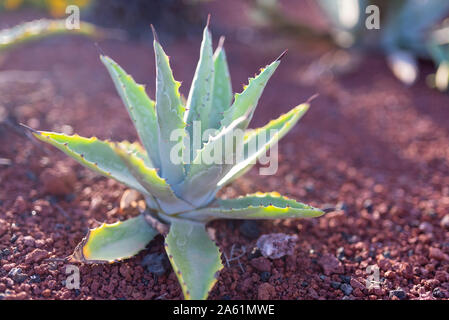 close-up shot of green Aloe Vera plant on red soil Foto Stock