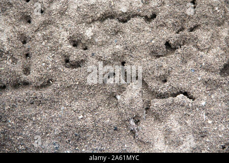 Stormy vita nelle grandi ant hill nella foresta. Grande formicaio con colonia di formiche. La fauna tra gli insetti. Foresta di insetti. Le formiche irritabilità intorno ai fori di anthil Foto Stock