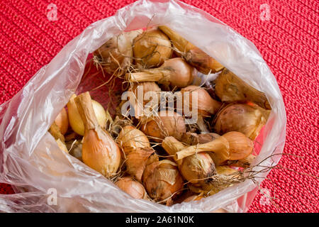 Giardino dell'immagine. Cipolle in sacchetti di plastica per piantare Foto Stock