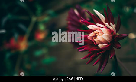 Splendida miscelato bianco e viola dahlia che fiorisce in autunno Foto Stock