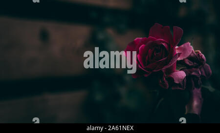 Close-up sul legno Munstead la fioritura delle rose e la recinzione di legno sfondo Foto Stock